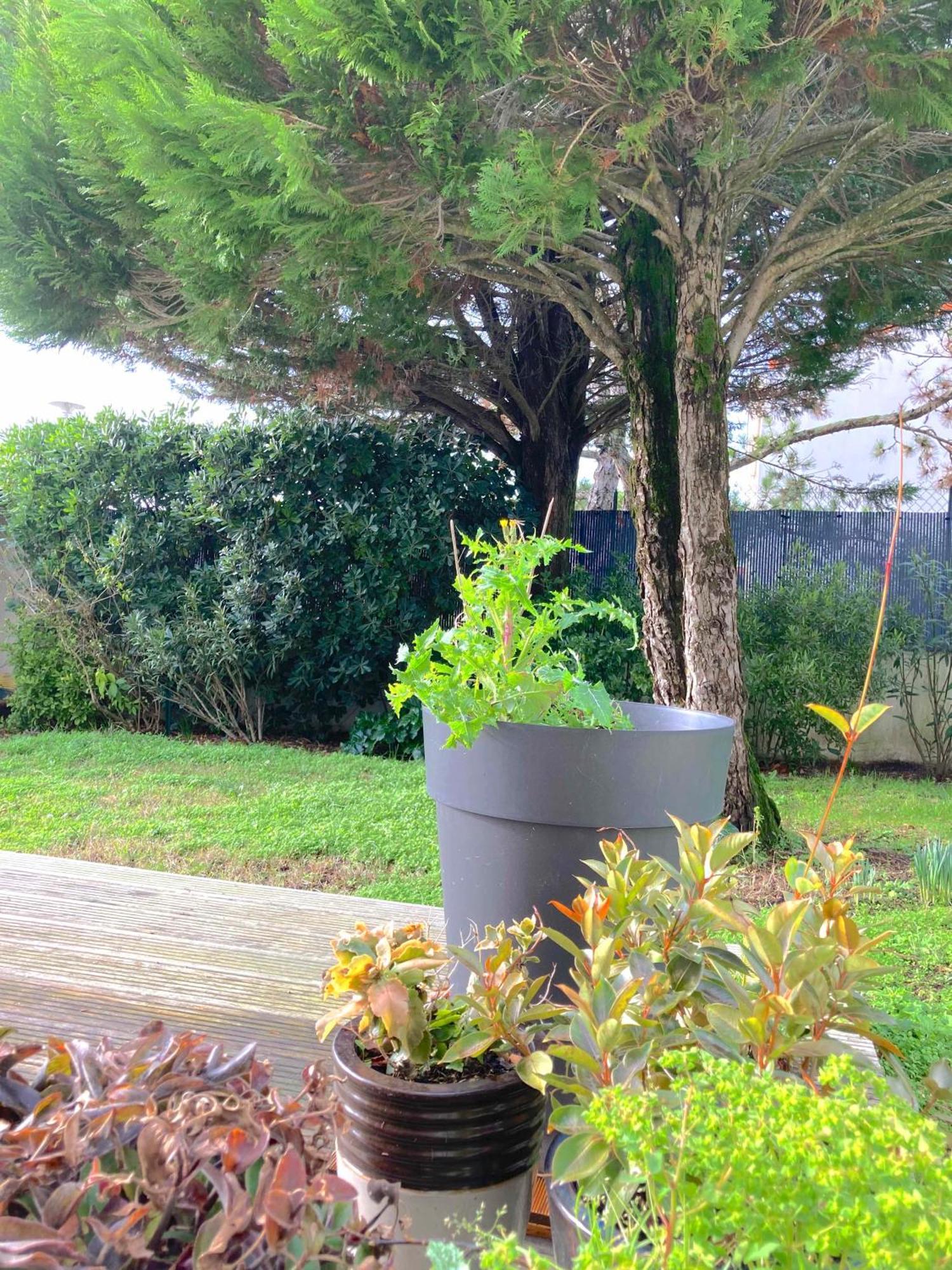 Maison Centre Ville Avec Jardin , Terrasse, Et Garage Velos La Rochelle (Charente-Maritime) Exterior foto